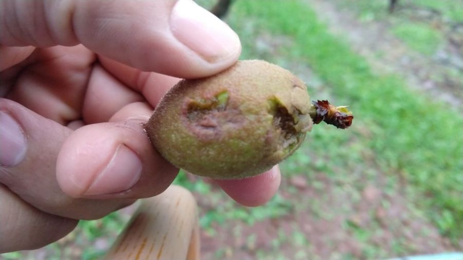 Campestre da Serra registrou grande destruição nos pomares: `nunca vi coisa igual`